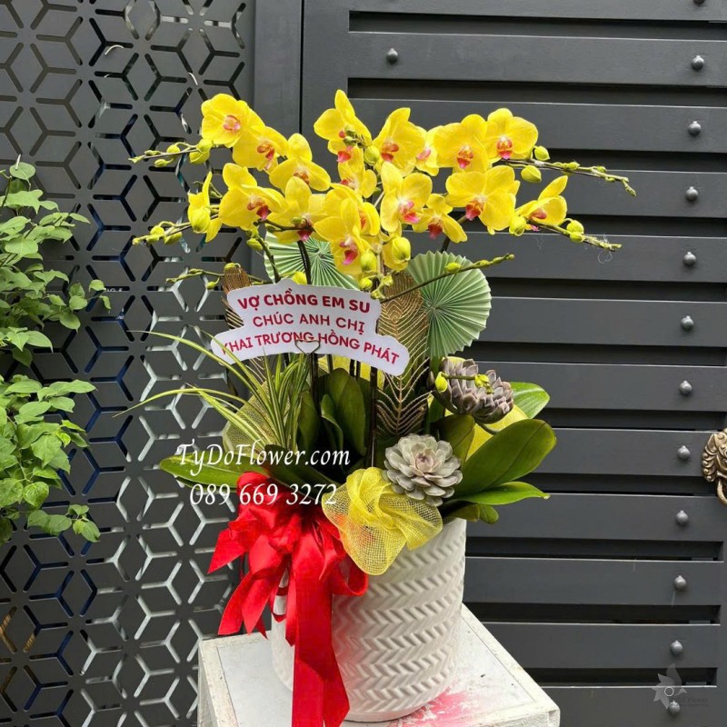 L0825601 CHẬU 06 CÀNH LAN HỒ ĐIỆP VÀNG Thiết kế cây xanh tiểu cảnh, hoa sen đá, phụ kiện trang trí cao cấp