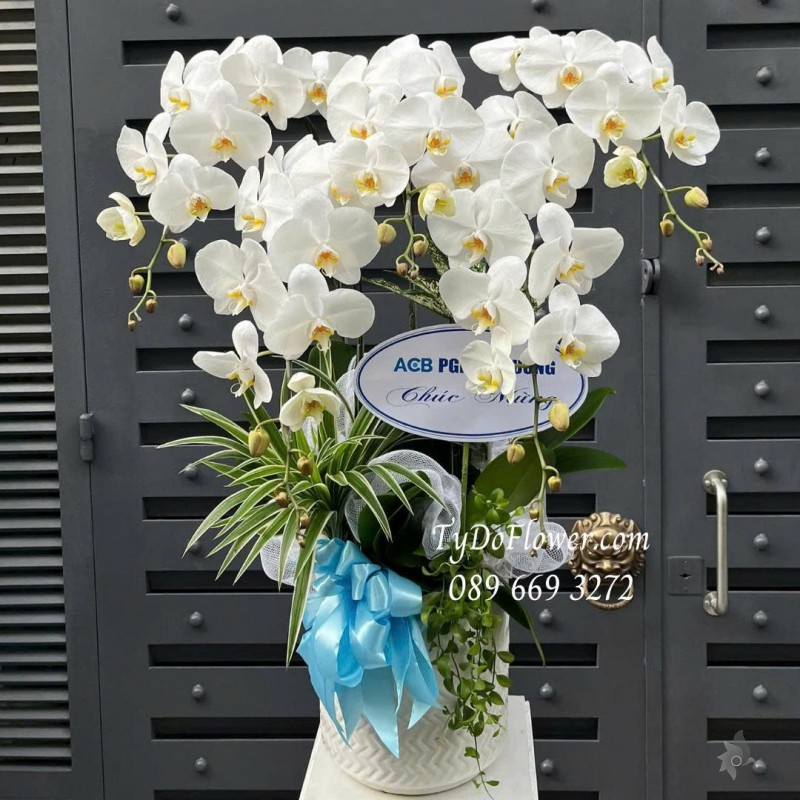 L0825602 CHẬU 05 CÀNH LAN HỒ ĐIỆP TRẮNG Thiết kế cây xanh tiểu cảnh