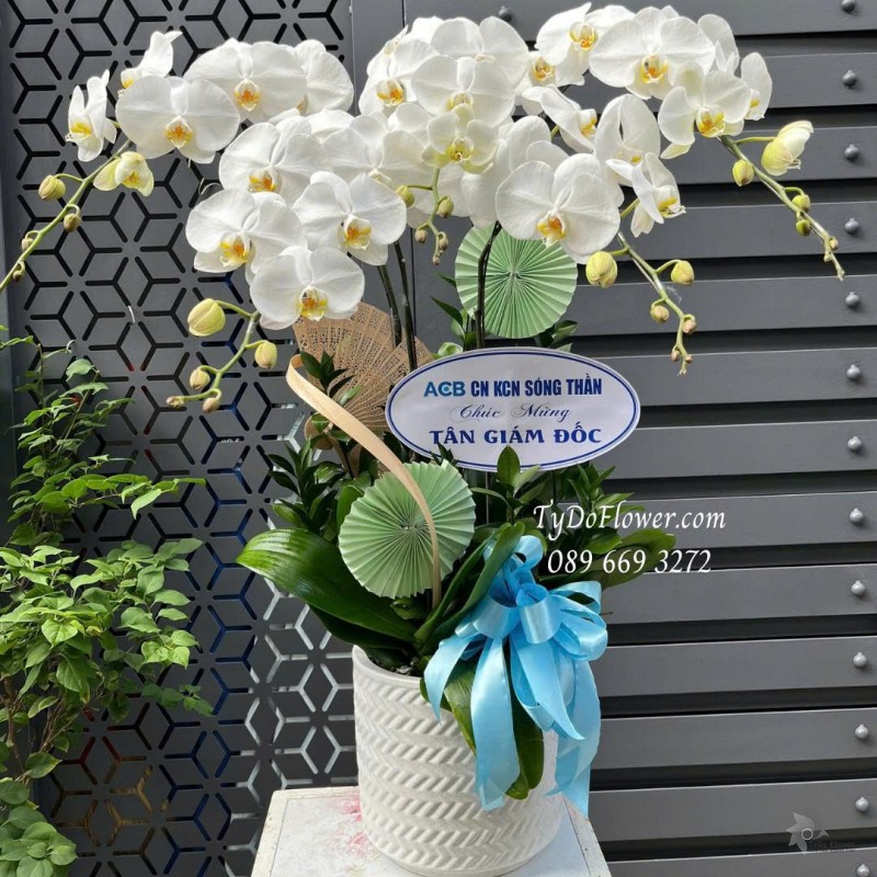 L0825661 CHẬU 5 CÀNH LAN HỒ ĐIỆP TRẮNG Hoa Chúc Mừng