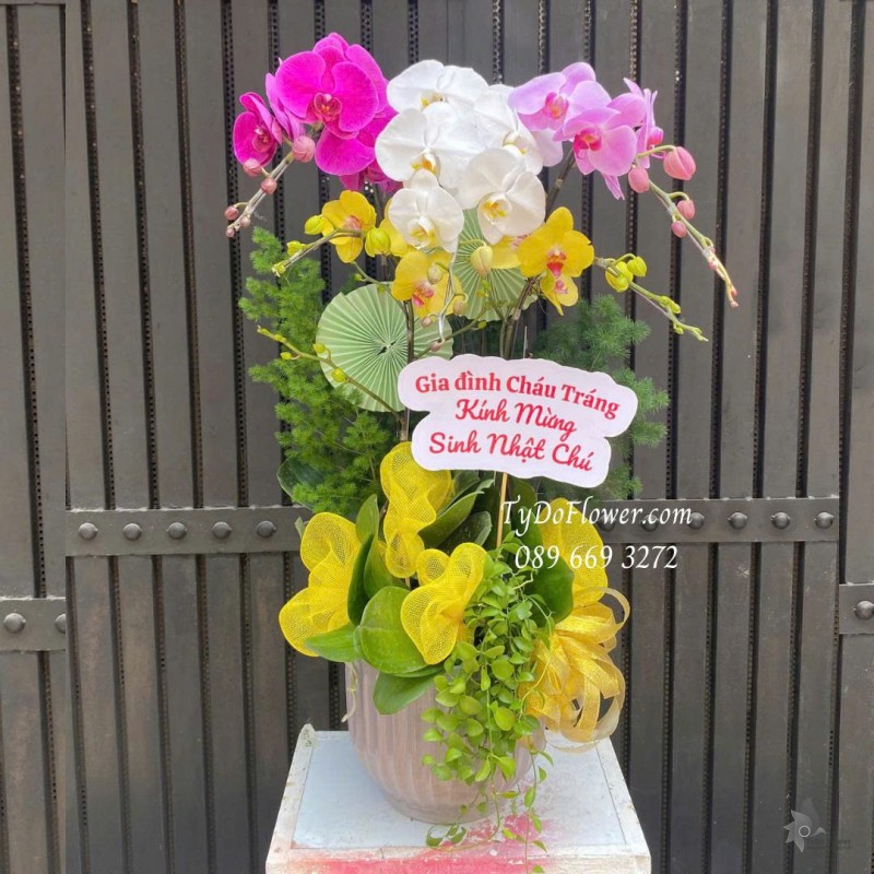 L0825662 CHẬU 5 CÀNH LAN HỒ ĐIỆP PHỐI MÀU VÀNG TRẮNG TÍM Hoa Chúc Mừng Sinh Nhật Thiết kế cây xanh tiểu cảnh, phụ kiện trang trí cao cấp