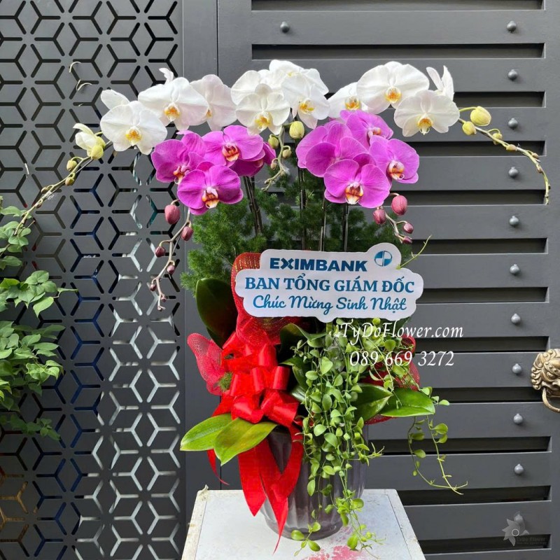 L0825663 CHẬU 5 CÀNH LAN HỒ ĐIỆP PHỐI MÀU TRẮNG TÍM Hoa Chúc Mừng Sinh Nhật Thiết kế cây xanh tiểu cảnh, phụ kiện trang trí