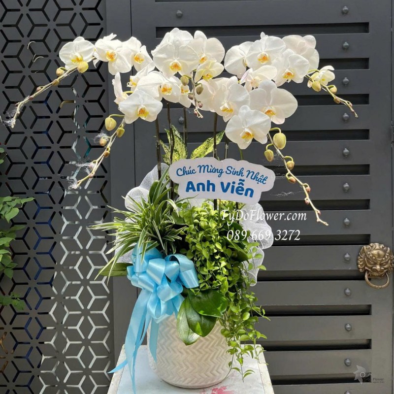 L0825664 CHẬU 5 CÀNH LAN HỒ ĐIỆP TRẮNG Hoa Chúc Mừng Sinh Nhật Thiết kế cây xanh tiểu cảnh, phụ kiện trang trí