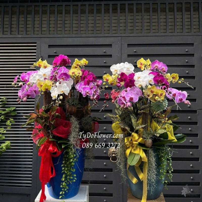 L0825762 MỘT CẶP 02 CHẬU 12 CÀNH LAN HỒ ĐIỆP NGŨ SẮC Hoa Chúc Mừng Thiết kế hoa sen đá, cây xanh tiểu cảnh
