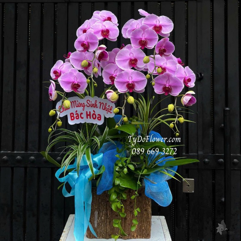 L0825763 CHẬU 05 CÀNH LAN HỒ ĐIỆP TÍM HỒNG Hoa Chúc Mừng Sinh Nhật Thiết kế cây xanh tiểu cảnh
