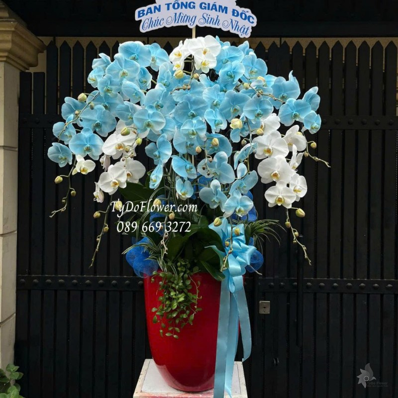 L0825764 CHẬU 12 CÀNH LAN HỒ ĐIỆP TRẮNG XANH DƯƠNG Hoa Chúc Mừng Sinh Nhật Thiết kế cây xanh tiểu cảnh