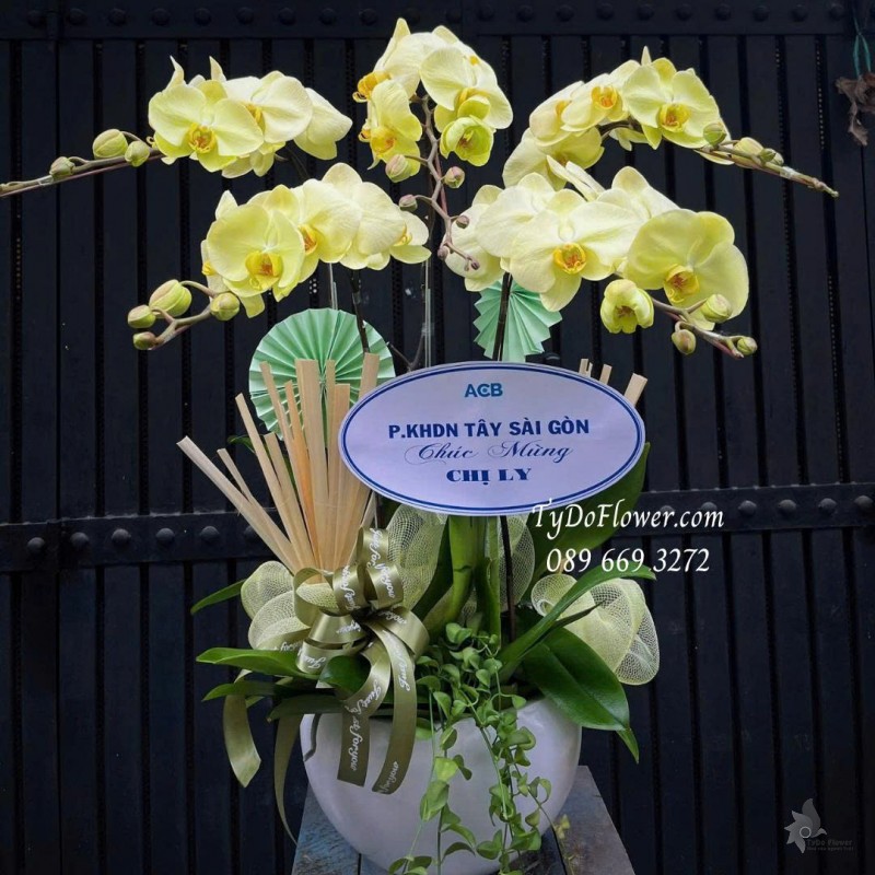 L0825766 CHẬU 05 CÀNH LAN HỒ ĐIỆP VÀNG Hoa Chúc Mừng Thiết kế cây xanh tiểu cảnh, phụ kiện trang trí cao cấp