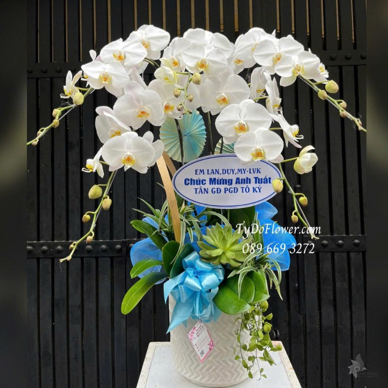 L0825767 CHẬU 05 CÀNH LAN HỒ ĐIỆP TRẮNG Hoa Chúc Mừng Tân Giám Đốc Thiết kế cây xanh tiểu cảnh, phụ kiện trang trí cao cấp