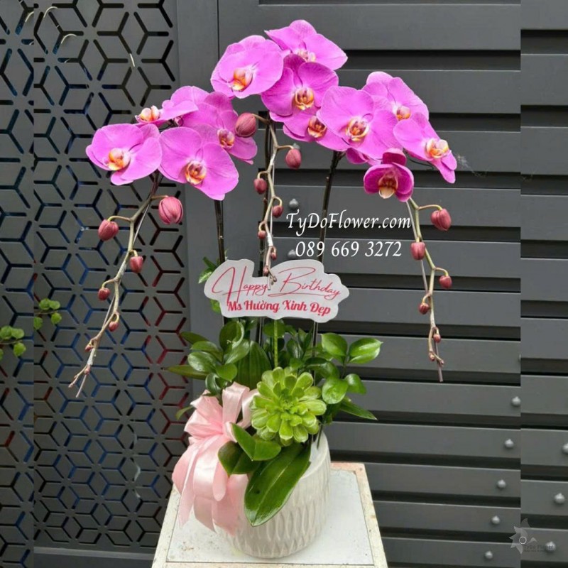 L0925768 CHẬU 03 CÀNH LAN HỒ ĐIỆP TÍM HỒNG Hoa Chúc Mừng Sinh Nhật Thiết kế trang trí cơ bản