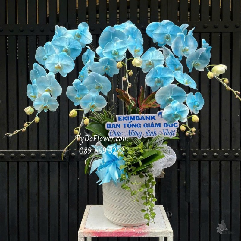 L0825769 CHẬU 05 CÀNH LAN HỒ ĐIỆP XANH DƯƠNG Hoa Chúc Mừng Sinh Nhật Thiết kế cây xanh tiểu cảnh