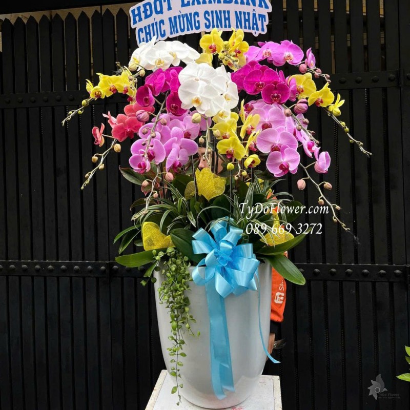 L0825770 CHẬU 12 CÀNH LAN HỒ ĐIỆP NGŨ SẮC Hoa Chúc Mừng Thiết kế hoa sen đá, cây xanh tiểu cảnh
