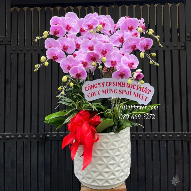 L0825771 CHẬU 08 CÀNH LAN HỒ ĐIỆP TÍM HỒNG Hoa Chúc Mừng Sinh Nhật Thiết kế cây xanh tiểu cảnh
