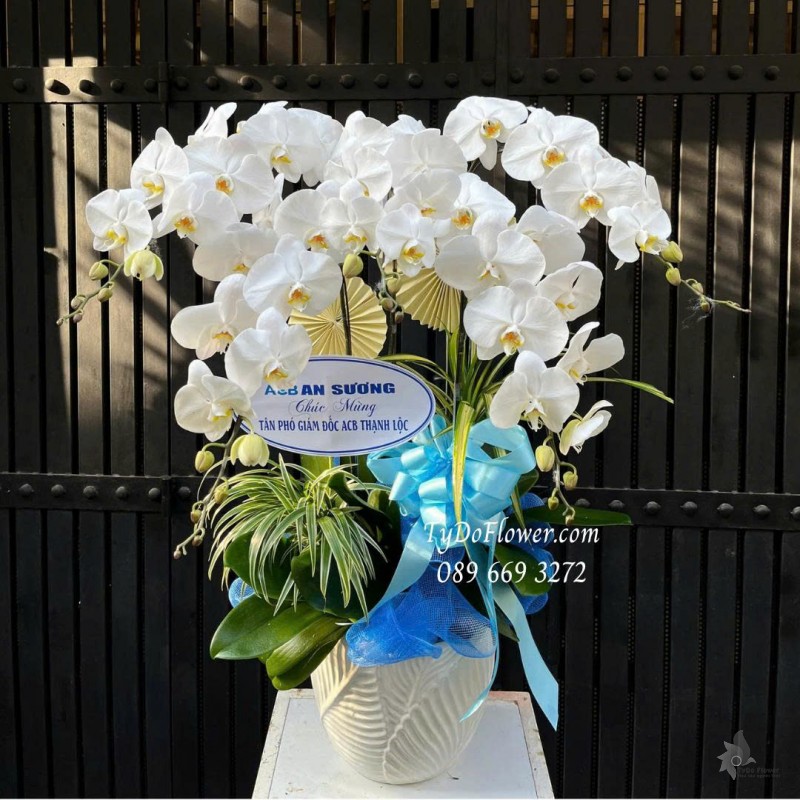 L0825772 CHẬU 05 CÀNH LAN HỒ ĐIỆP TRẮNG Hoa Chúc Mừng Tân Giám Đốc Thiết kế cây xanh tiểu cảnh, phụ kiện trang trí cao cấp