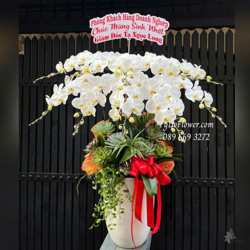 L0825773 CHẬU 10 CÀNH LAN HỒ ĐIỆP TRẮNG Hoa Chúc Mừng Sinh Nhật Thiết kế hoa sen đá, cây xanh tiểu cảnh, phụ kiện trang trí cao cấp