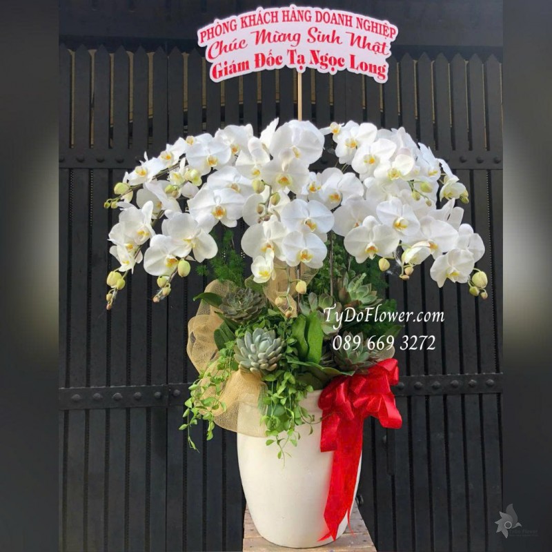 L0925774 CHẬU 10 CÀNH LAN HỒ ĐIỆP TRẮNG Hoa Chúc Mừng Sinh Nhật Thiết kế hoa sen đá, cây xanh tiểu cảnh, phụ kiện trang trí cao cấp