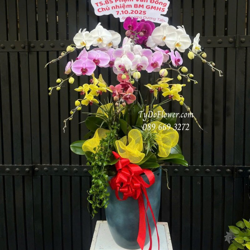 L0925775 CHẬU 10 CÀNH LAN HỒ ĐIỆP NGŨ SẮC Hoa Chúc Mừng Sinh Nhật Thiết kế cây xanh tiểu cảnh, phụ kiện trang trí cao cấp