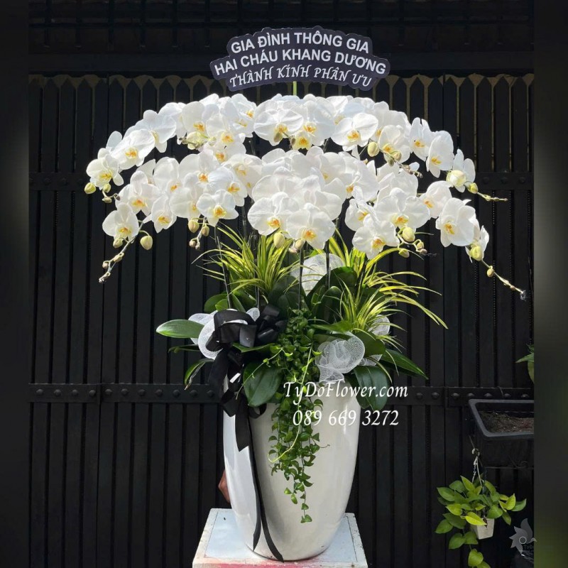 L0925776 CHẬU 10 CÀNH LAN HỒ ĐIỆP TRẮNG Hoa Chia Buồn Thiết kế cây xanh tiểu cảnh, phụ kiện trang trí cao cấp