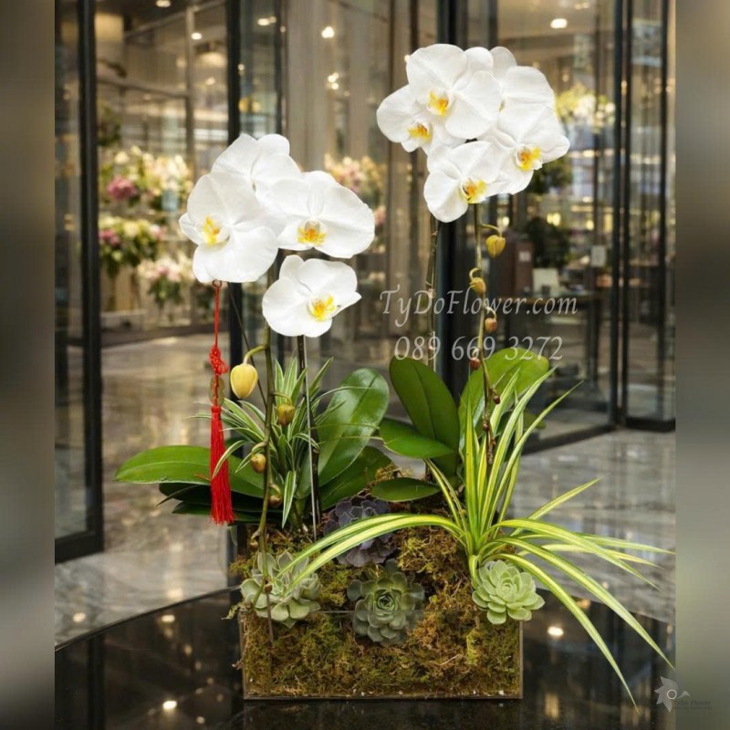 L0126008 CHẬU 02 CÀNH LAN HỒ ĐIỆP TRẮNG Thiết kế Hoa Sen Đá, Cây Xanh Tiểu Cảnh, trong đế hộp Mica cao cấp