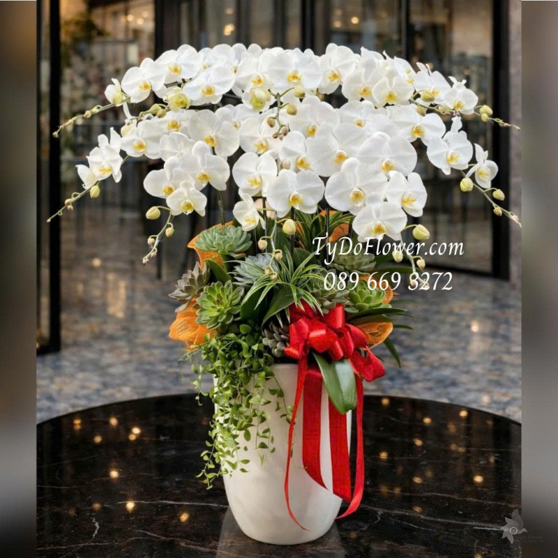 L0126009 CHẬU 10 CÀNH LAN HỒ ĐIỆP TRẮNG Thiết kế Hoa Sen Đá, Cây Xanh Tiểu Cảnh và phụ kiện trang trí cao cấp