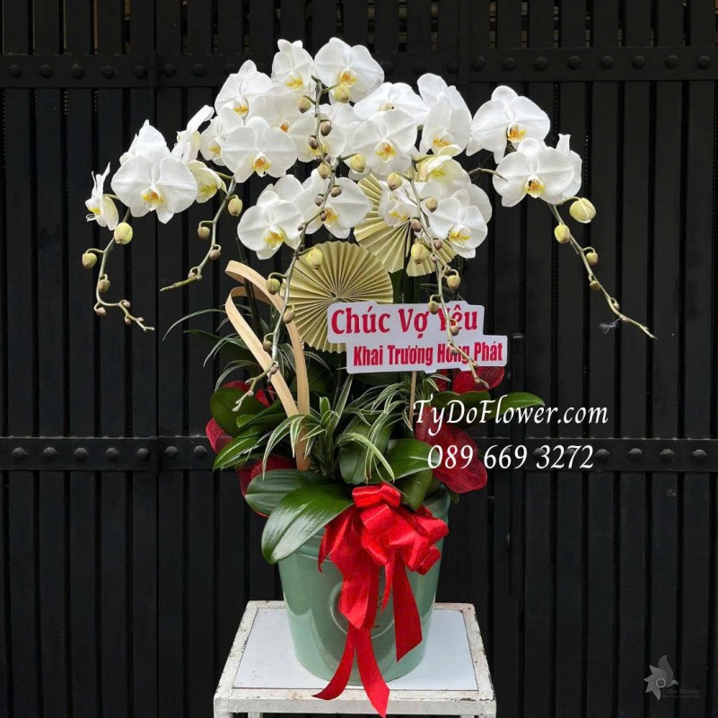 L0126014 CHẬU 07 CÀNH LAN HỒ ĐIỆP TRẮNG Thiết kế cây xanh tiểu cảnh và phụ kiện trang trí cao cấp