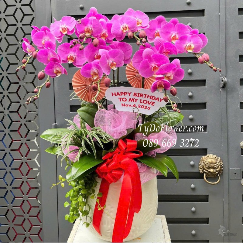 L0126016 CHẬU 07 CÀNH LAN HỒ ĐIỆP HỒNG Thiết kế cây xanh tiểu cảnh và phụ kiện trang trí cao cấp