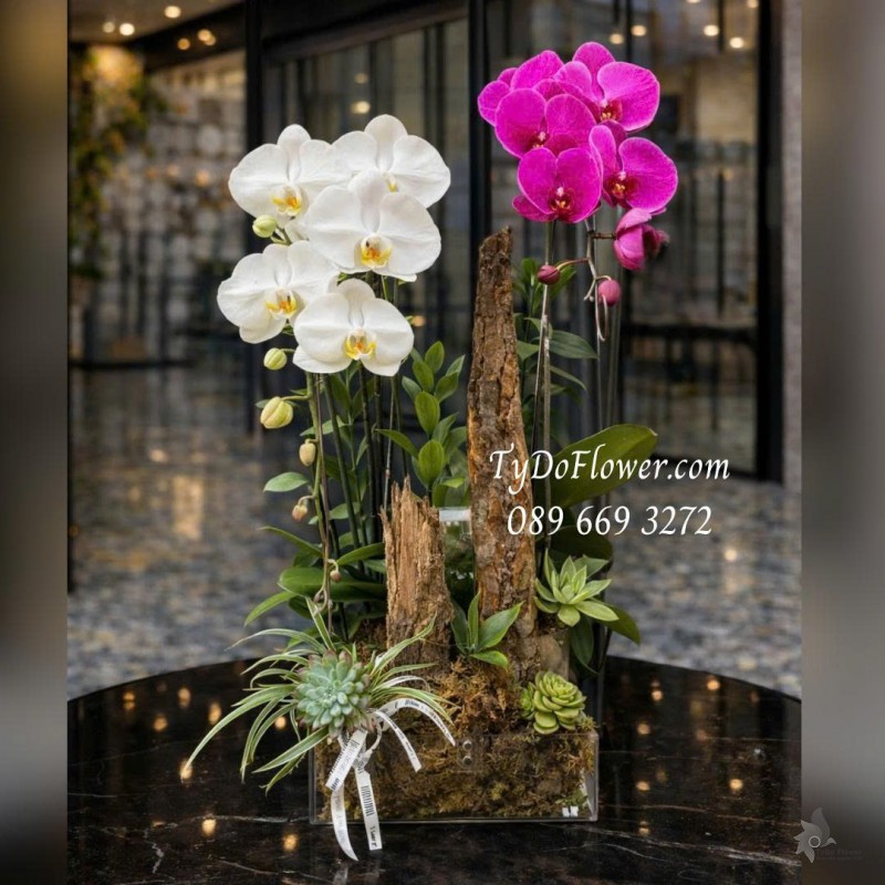 L0126035 CHẬU 02 CÀNH LAN HỒ ĐIỆP TRẮNG TÍM Thiết kế Hoa Sen Đá, Cây Xanh Tiểu Cảnh, trong đế hộp Mica cao cấp