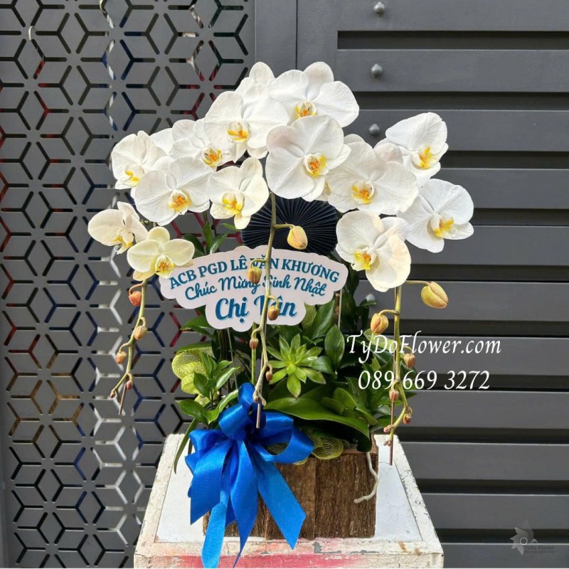 L0226131 CHẬU 03 CÀNH LAN HỒ ĐIỆP TRẮNG Thiết kế hoa sen đá