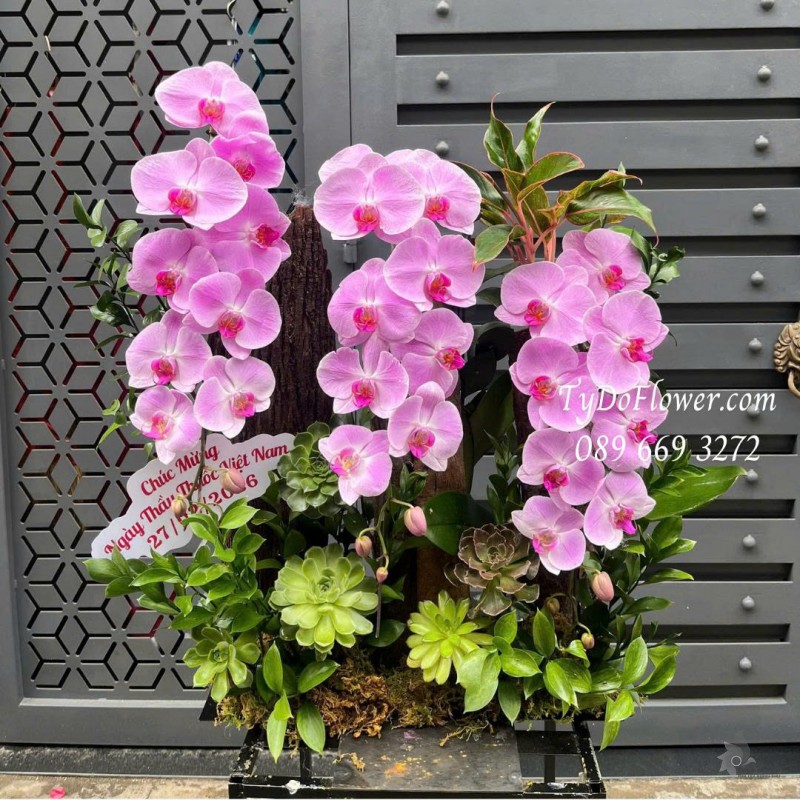 L0226201 HOA CHÚC MỪNG NGÀY THẦY THUỐC VIỆT NAM Thiết kế hoa lan hồ điệp hồng, lũa gỗ, sen đá, cây xanh tiểu cảnh cao cấp