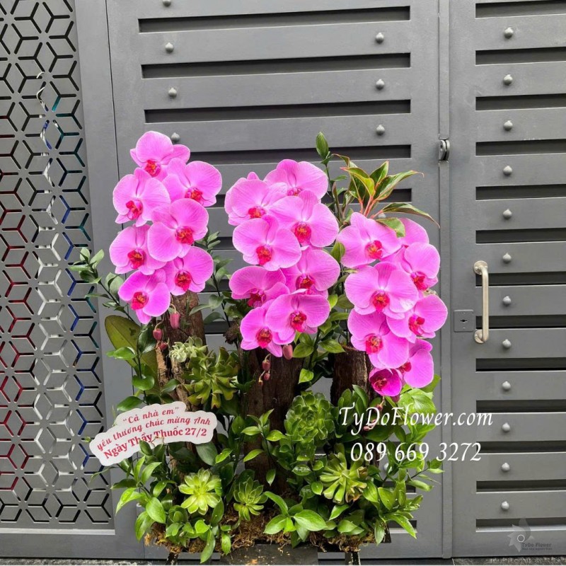 L0226202 HOA CHÚC MỪNG NGÀY THẦY THUỐC VIỆT NAM Thiết kế hoa lan hồ điệp hồng đậm, lũa gỗ, sen đá, cây xanh tiểu cảnh cao cấp