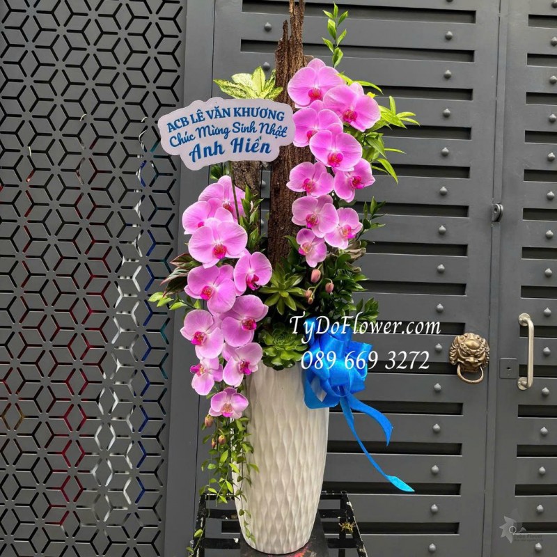 L0226203 BÌNH HOA LAN HỒ ĐIỆP HỒNG Thiết kế gỗ lũa gỗ, sen đá, cây xanh tiểu cảnh cao cấp